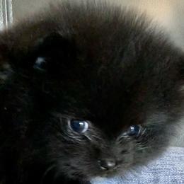 Pomeranian Puppies from Yates Pomeranians