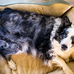 Yuna - Border Collie