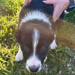 Breeze - Black and white Border Collie puppy in Rickman, Tennessee from Roaring River Border Collies