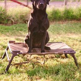 Natty - Labrador Retriever