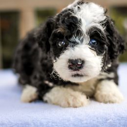 Candy - Black and white female Bernedoodle puppy in Crete, Nebraska from Doodles & Co