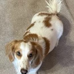 Dachshunds from Dashing Dachshunds n Texas