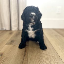 Bernedoodle Puppies from Cali Bernedoodles