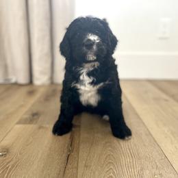 Bernedoodle Puppies from Cali Bernedoodles