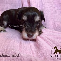 Fuchsia Girl - Black female Miniature Schnauzer puppy in Houston, Texas from Semien Family Kennels