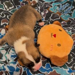 AKC Brown pup - Sable male Pembroke Welsh Corgi puppy in Summerfield, Florida from Promise Land Farm