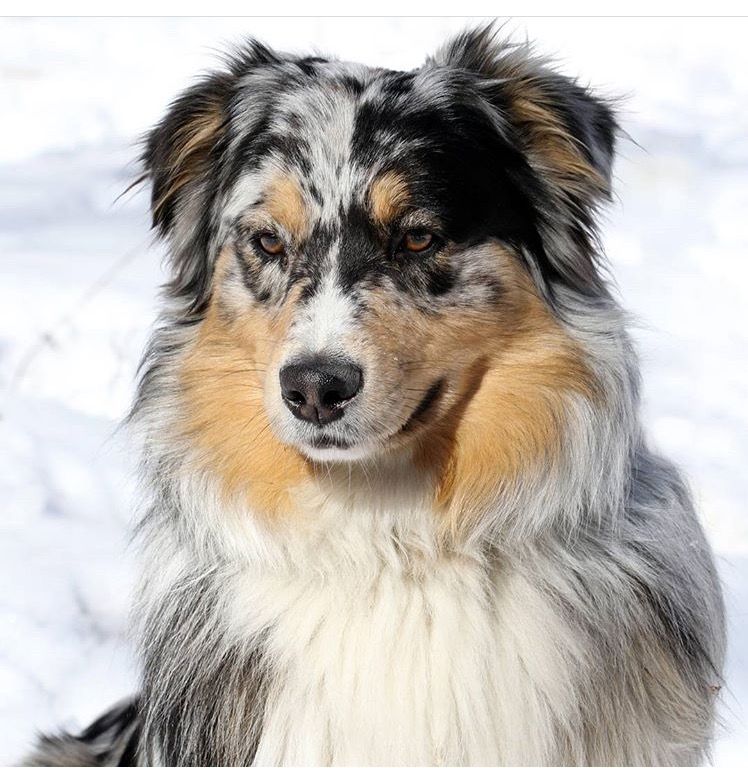 Wynter Thyme Manor Australian shepherds in Connecticut | Australian ...