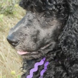Poodles from Saneval