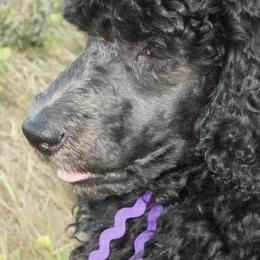 Poodles from Saneval