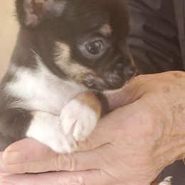 Chihuahuas from Michile's Chihuahuas