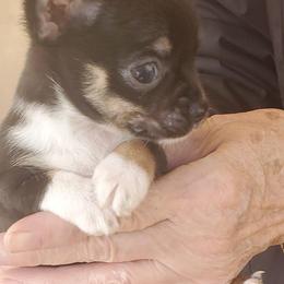 Chihuahuas from Michile's Chihuahuas