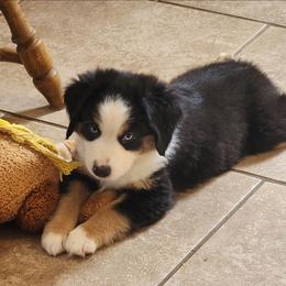 Jolly - Black tri male Miniature Australian Shepherd puppy in Philpot, Kentucky from Miller Hill Mini American Shepherds and Mini Australian Shepherds