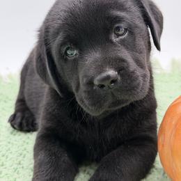 Cara - Black female Labrador Retriever puppy in Danville, Vermont from Dole Hill Labradors