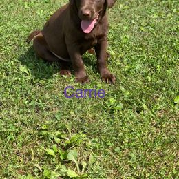 Labradoodle and Labrador Retriever Puppies from Castlegate Labs & Doodles