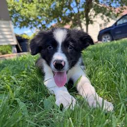 Bashful - Black and white male Border Collie puppy in Oberlin, Kansas from Hangin R Kennels