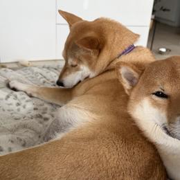 Shiba Inu from Hana Shibas