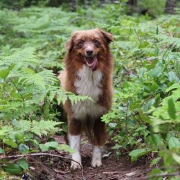 Cocoa - Australian Shepherd