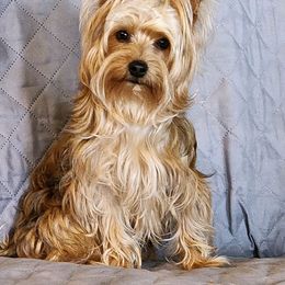 Boomer - Yorkshire Terrier