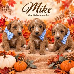Mike - Red  male Goldendoodle puppy in St Anthony, Idaho from Diamond H Puppies