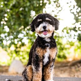 Kobe - Bernedoodle