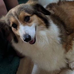 Luna - Pembroke Welsh Corgi