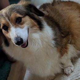 Luna - Pembroke Welsh Corgi