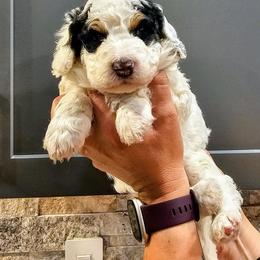 Patch - Tri-color male Bernedoodle puppy in Forest, Ohio from Mini Doodle Buddies