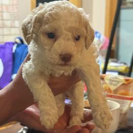 Purple Girl - Orange female Lagotto Romagnolo puppy in Chicago, Illinois from Midwest Lagotto Romagnolo