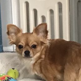 Breezy - Chihuahua