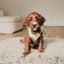 Dice - Red  male Goldendoodle puppy in Syracuse, Indiana from The Doodle Cove