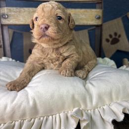 Grape - Red  female Goldendoodle puppy in Cleveland, Georgia from The O.G. Doodles