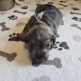 Silver Ribbon Girl - Salt and pepper female Miniature Schnauzer puppy in Floyd, Virginia from Little River Puppies