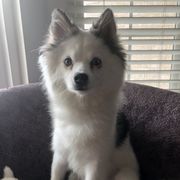 Alaskan Klee Kai and Pomskies from Peterson Pups