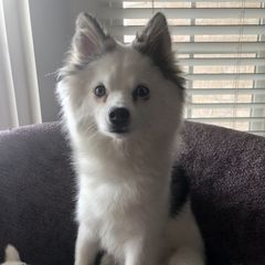 Alaskan Klee Kai and Pomskies from Peterson Pups