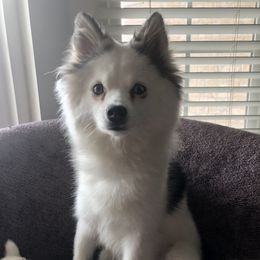 Alaskan Klee Kai and Pomskies from Peterson Pups