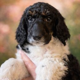 Marge - Parti female Poodle puppy in Washington, Pennsylvania from Patriotic Poodles