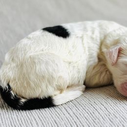 Sully - Sheepadoodle puppy in California from Sheepadoodles of Orange County