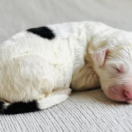 Sully - Sheepadoodle puppy in California from Sheepadoodles of Orange County