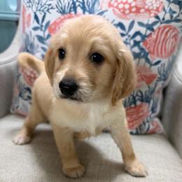 Daisy Mae - Cream female Goldendoodle puppy in Pensacola, Florida from Goldendoodles Love You in Pensacola Friend Edition