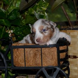 Max - Red merle male Australian Shepherd puppy in Marshall, Texas from Flying S Aussies