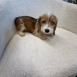 Girl 1 - Piebald female Dachshund puppy in Spokane, Washington from Dearhaven Doxie