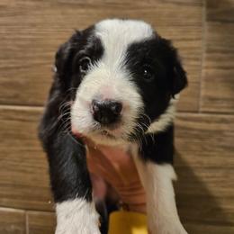 Spot - Black and white male Border Collie puppy in Caledonia, Michigan from Magnolia Acres