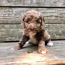 Ivy - Merle female Cockapoo puppy in Hermiston, Oregon from Columbia River Cockapoos