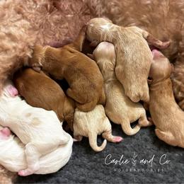 Pick 2 - Red  male Goldendoodle puppy in Madisonville, Kentucky from Carlie and Co. Goldendoodles