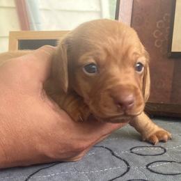 Petunia - Cream female Dachshund puppy in Sharon Springs, New York from Show Us The Way Homestead
