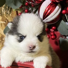 Boy1 - Black and white male Pomsky puppy in Enid, Oklahoma from Mile Hi Pomskies
