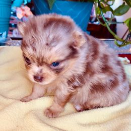 Pebbles - Chocolate merle female Pomeranian puppy in Gilmer, Texas from Fairchild Fancy Pomeranians and Coachella Pomeranians