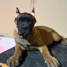 Aurelia - Red female Cane Corso puppy in Houston, Texas from Mortaio Cane Corso