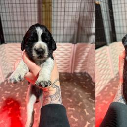 Posh - Black and white female English Springer Spaniel puppy in Ogilvie, Minnesota from V.V. Berg Kennels