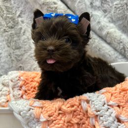 Chai - Liver male Yorkshire Terrier puppy in Whitestone, New York from Yorkie Darlings ANGELHEARTS YORKIES